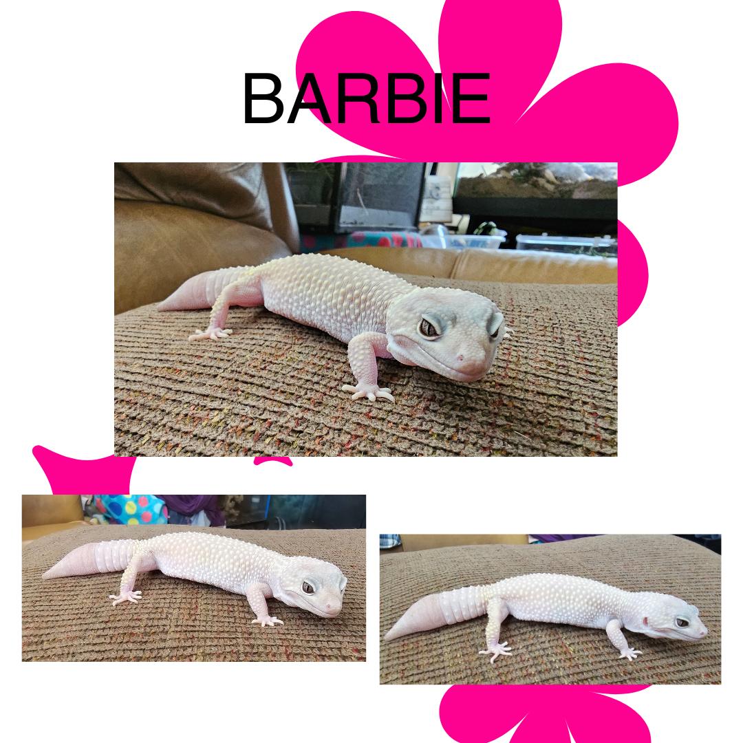 Barbie, Adult Female unknown