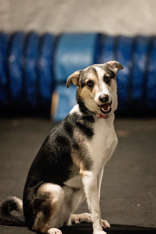 KORI, Adult Female Mixed Breed