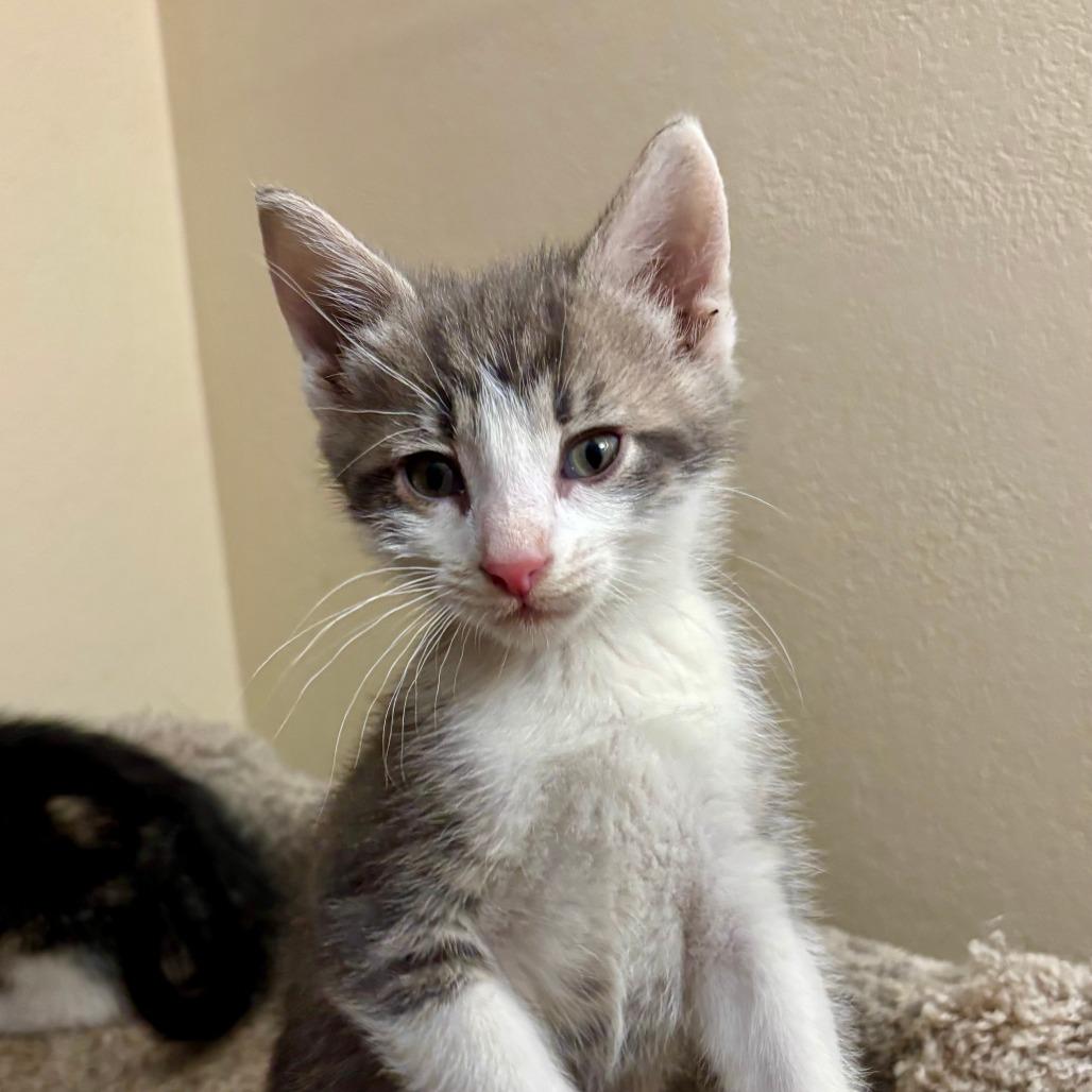 Greyson, Adoptable, Kitten Male Domestic Short Hair.