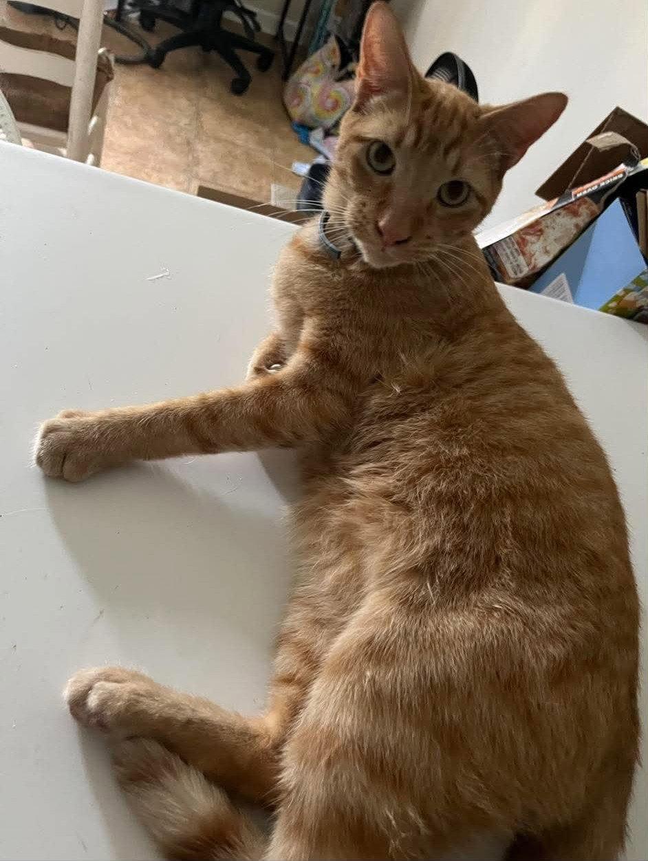 Pickles, Adoptable, Adult Male Domestic Short Hair.