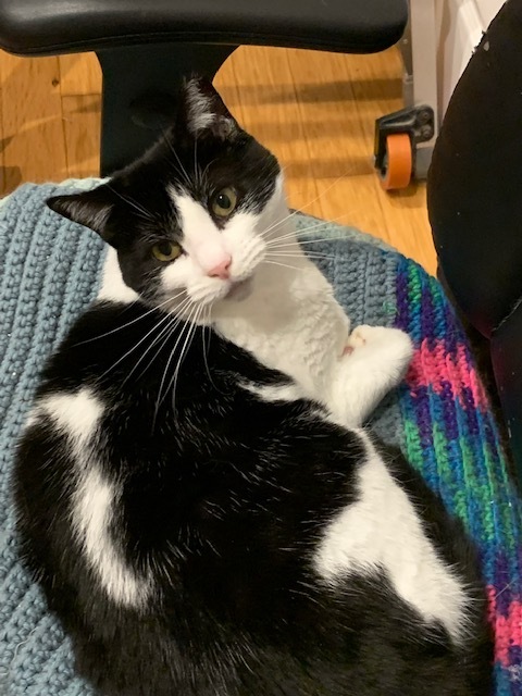 Missy, a Adoptable mixed breed in Ringoes, NJ image 1/3