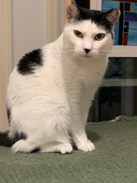 Missy, a Adoptable mixed breed in Ringoes, NJ image 2/3