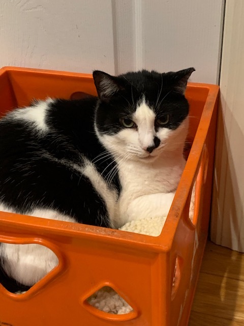 Missy, a Adoptable mixed breed in Ringoes, NJ image 3/3