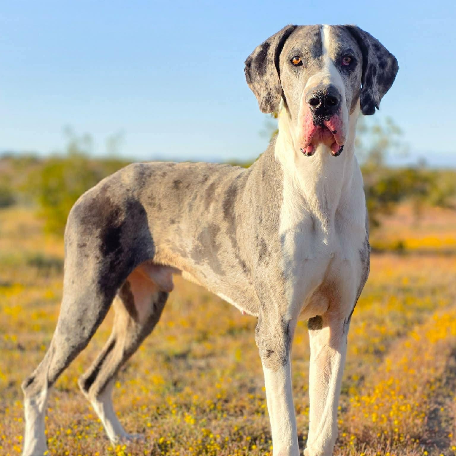 Enlarge Cebby, an adopted Great Dane in Tehachapi, CA image 1/1