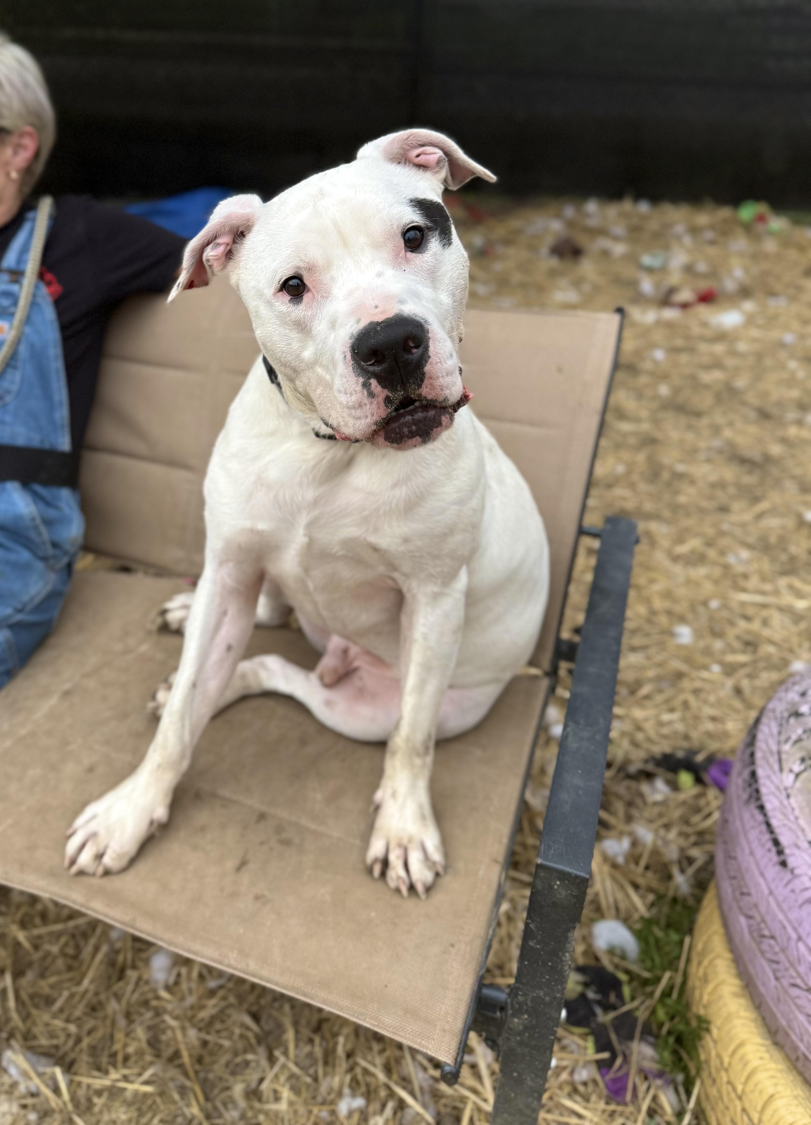 Bixby, Adoptable, Young Male American Bulldog.