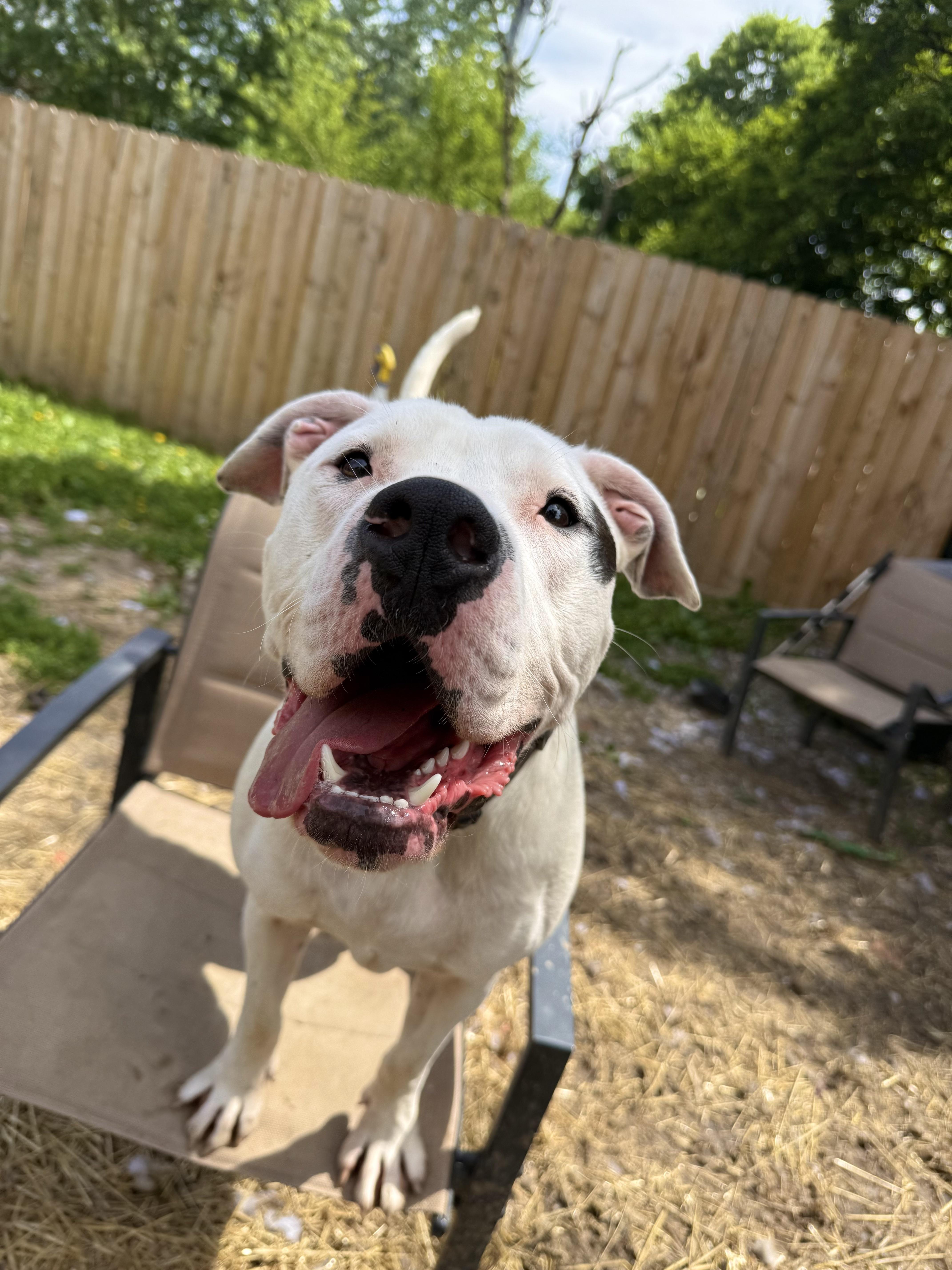 Bixby, a Adoptable mixed breed in INDIANAPOLIS, IN image 2/6