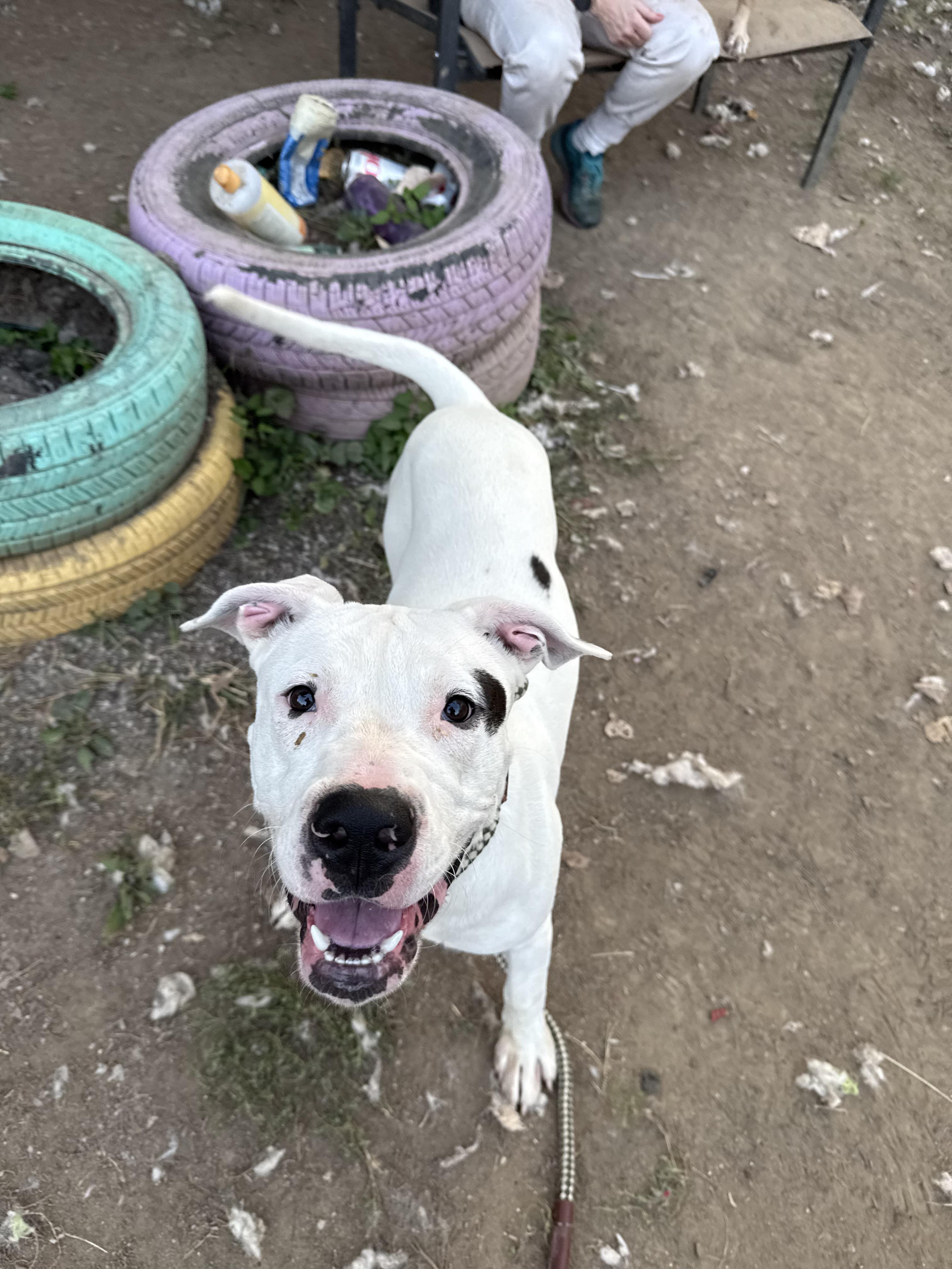 Enlarge Bixby, a Adoptable mixed breed in INDIANAPOLIS, IN image 2/6