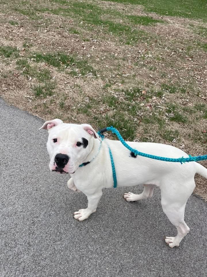 Enlarge Bixby, a Adoptable mixed breed in INDIANAPOLIS, IN image 6/6