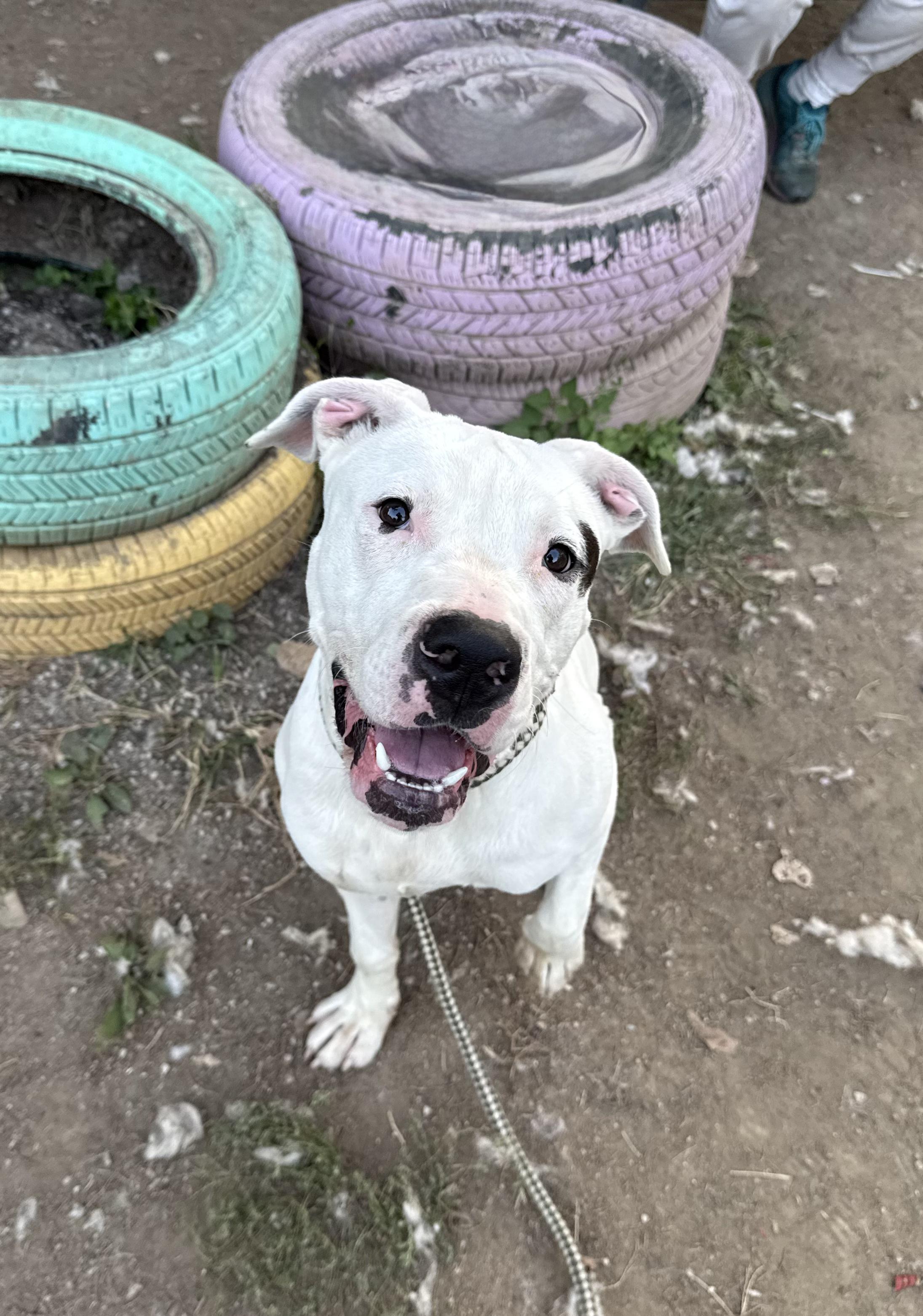 Bixby, adoptable, Young Male American Bulldog.