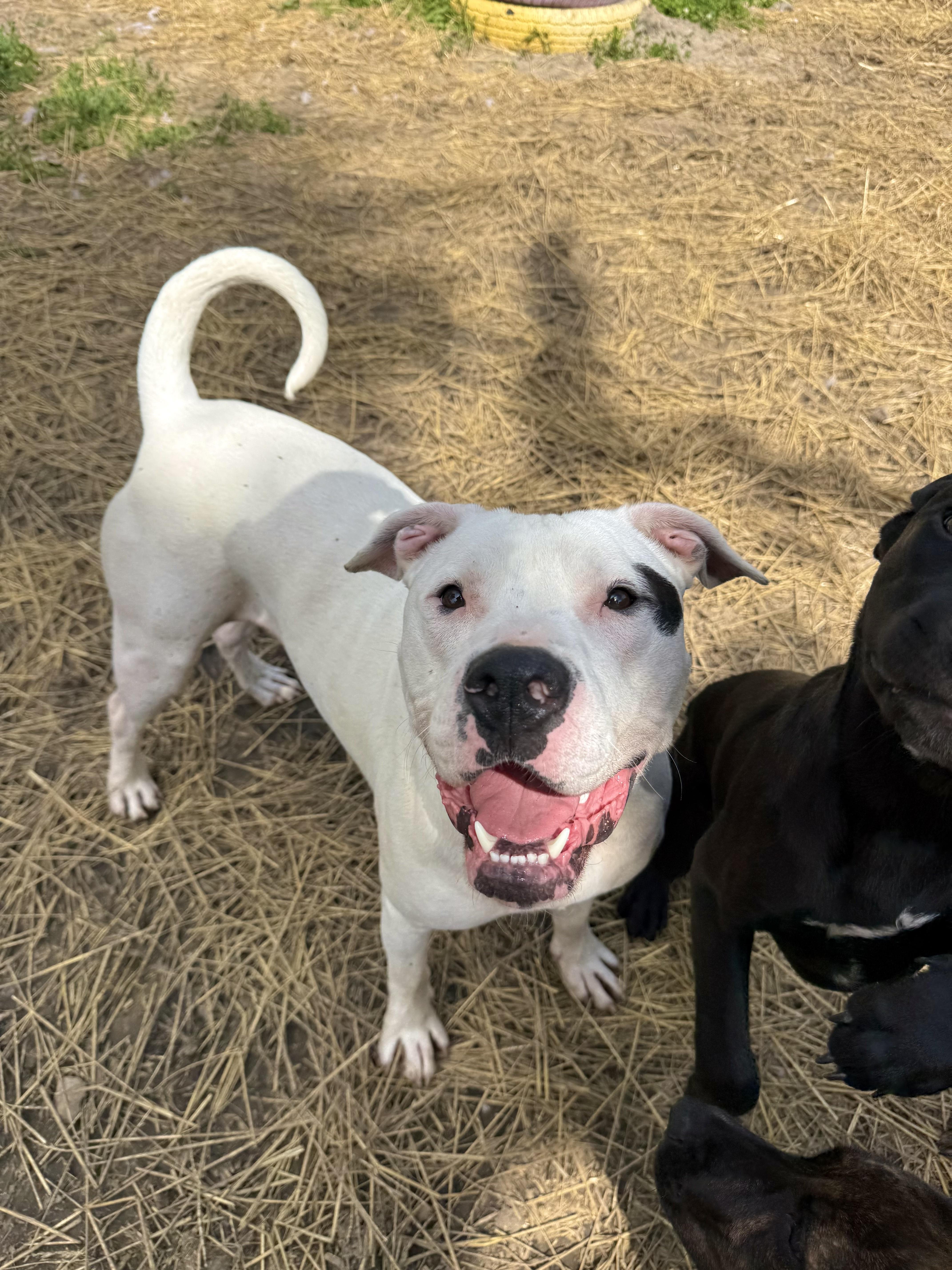 Bixby, a Adoptable mixed breed in INDIANAPOLIS, IN image 1/6