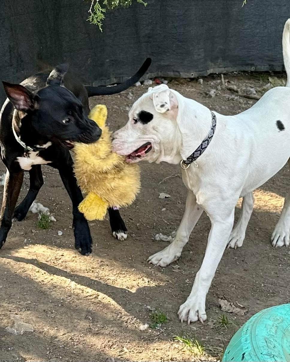 Enlarge Bixby, a Adoptable mixed breed in INDIANAPOLIS, IN image 5/6