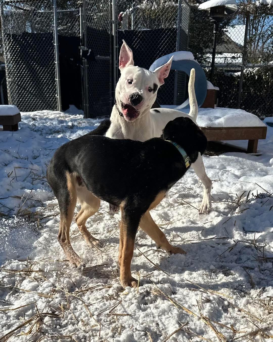 Enlarge Bixby, a Adoptable mixed breed in INDIANAPOLIS, IN image 4/6