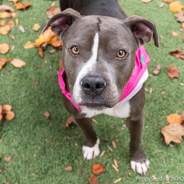 POPPY SEED, Adoptable, Young Female Pit Bull Terrier.