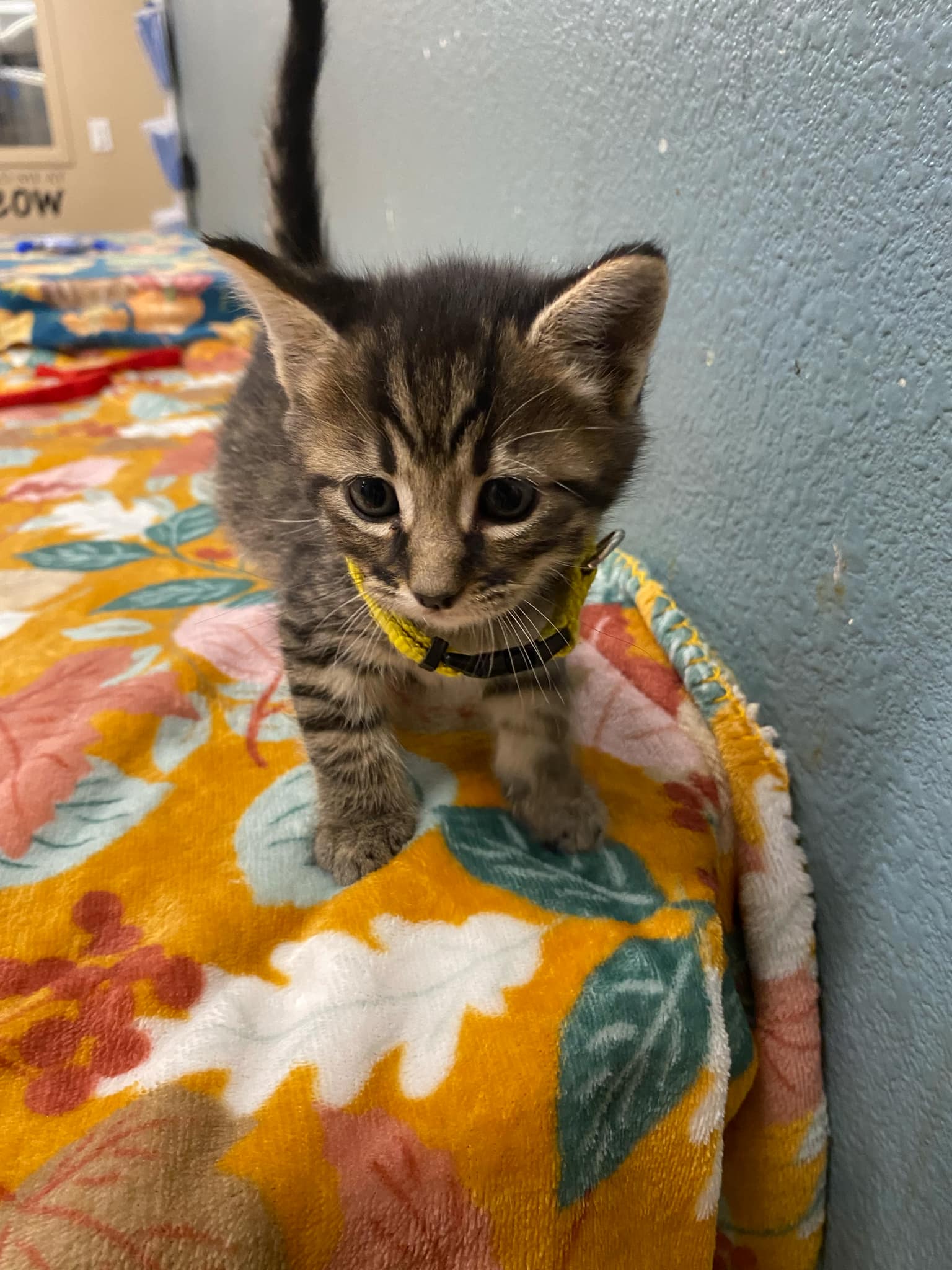 Cat for adoption Acorn, a Domestic Short Hair in Truth or Consequences , NM Petfinder