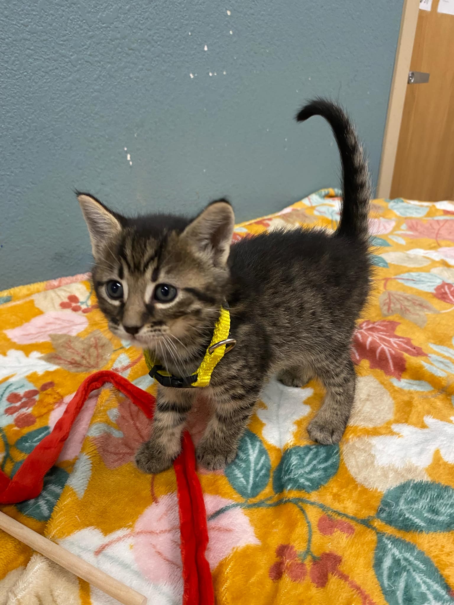 Cat for adoption Acorn, a Domestic Short Hair in Truth or Consequences , NM Petfinder