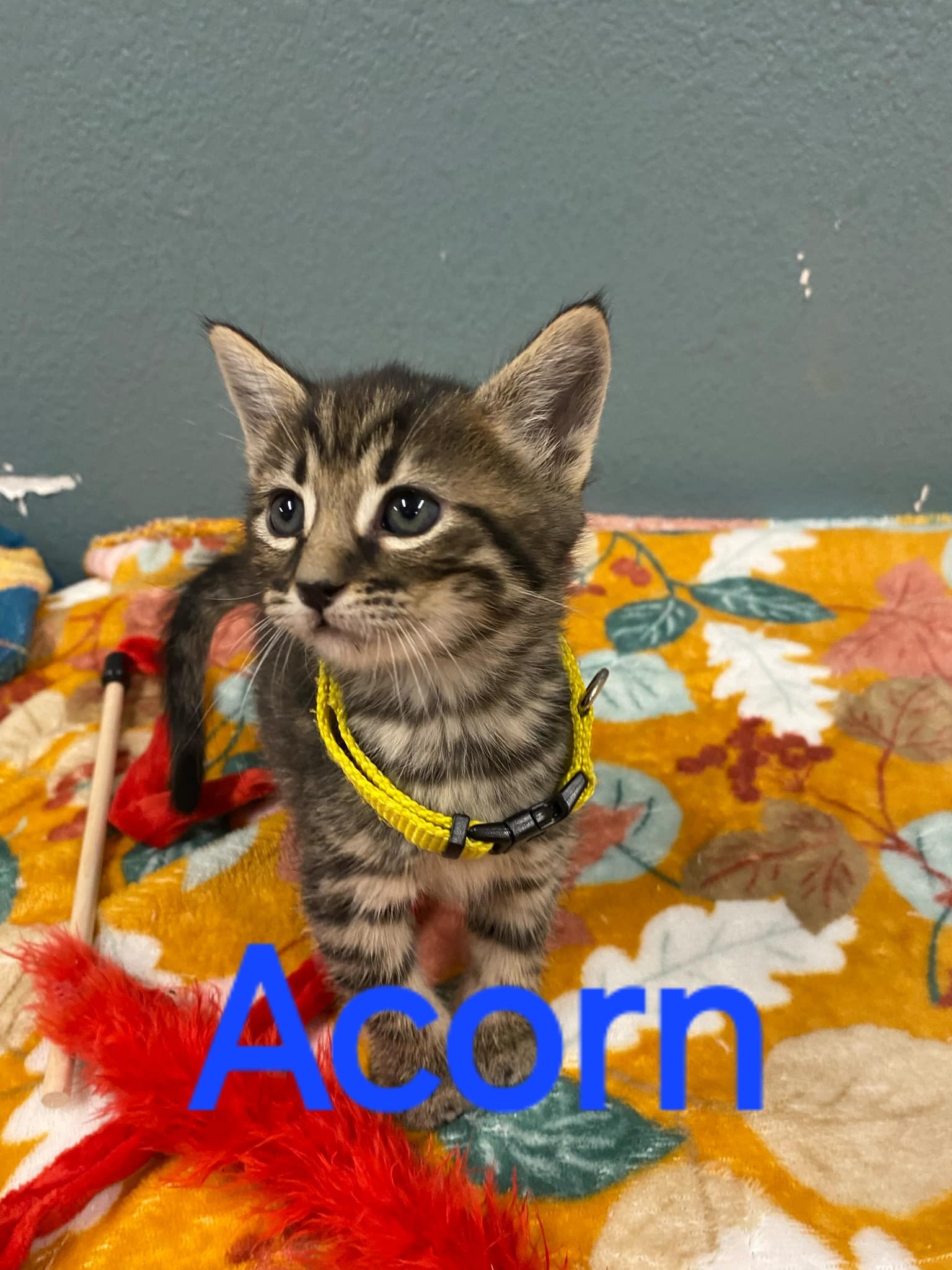 Cat for adoption Acorn, a Domestic Short Hair in Truth or Consequences , NM Petfinder