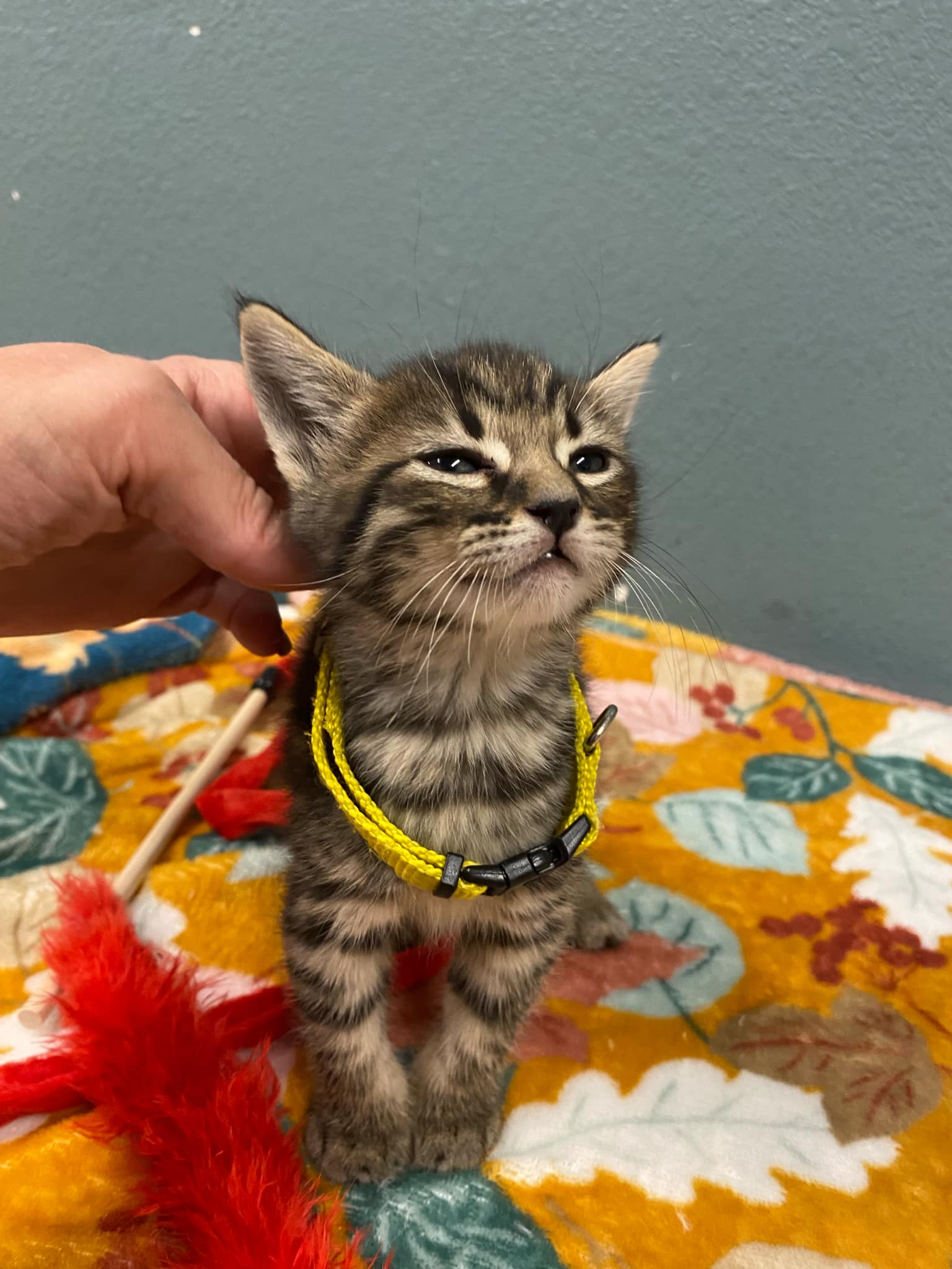 Cat for adoption Acorn, a Domestic Short Hair in Truth or Consequences , NM Petfinder