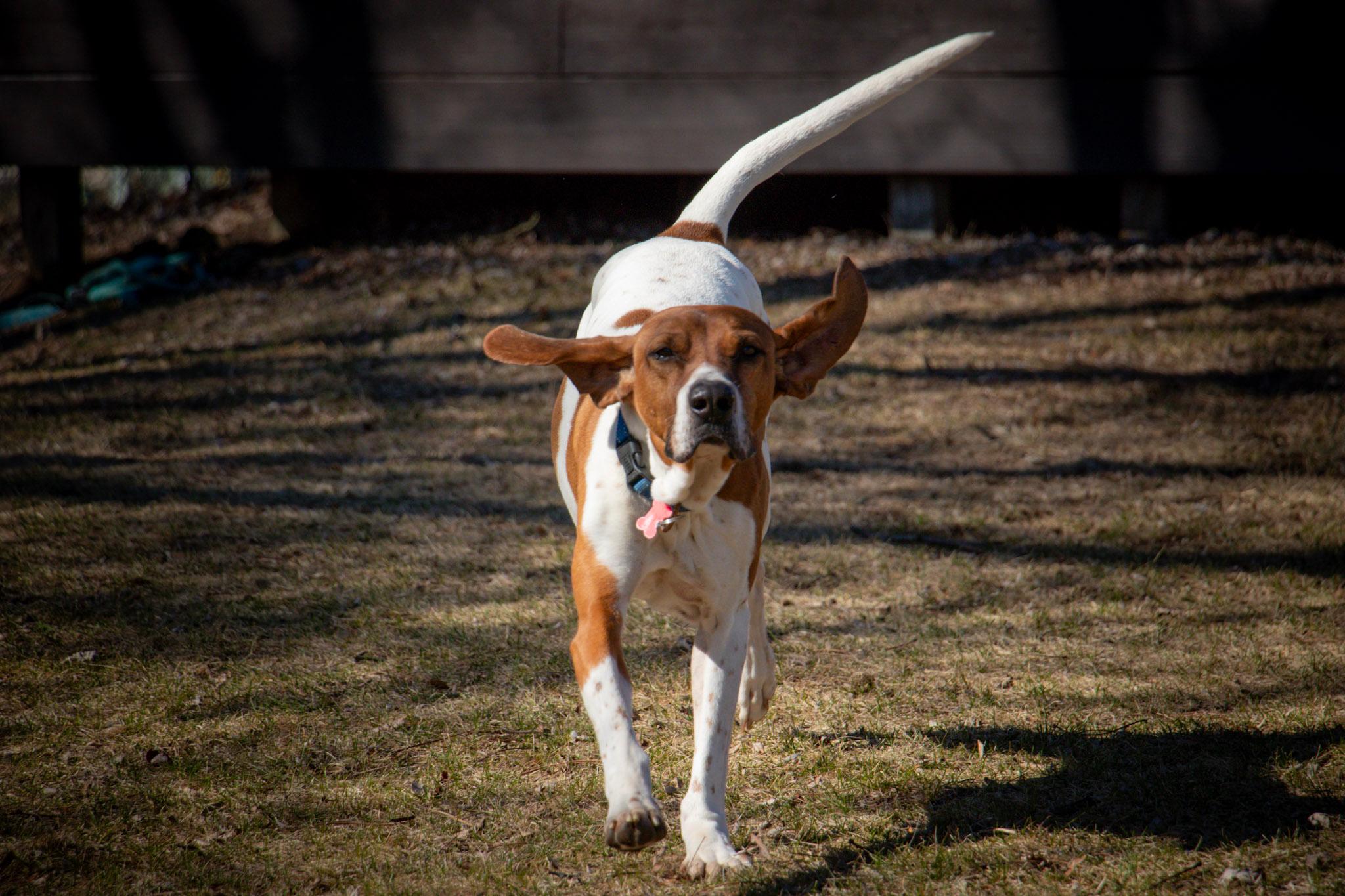 Cledus, a Adoptable English Coonhound in Whitewater, WI image 3/6