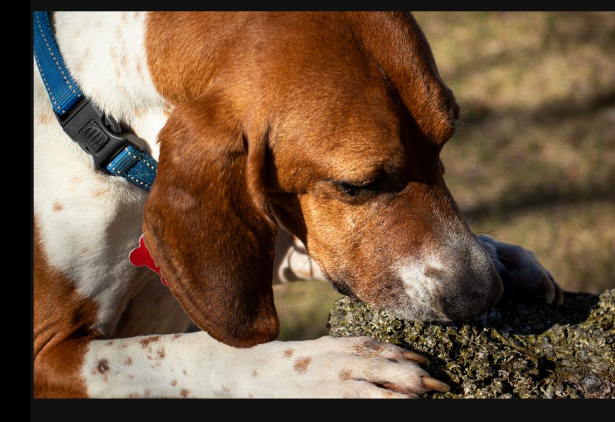 Cledus, a Adoptable English Coonhound in Whitewater, WI image 1/6