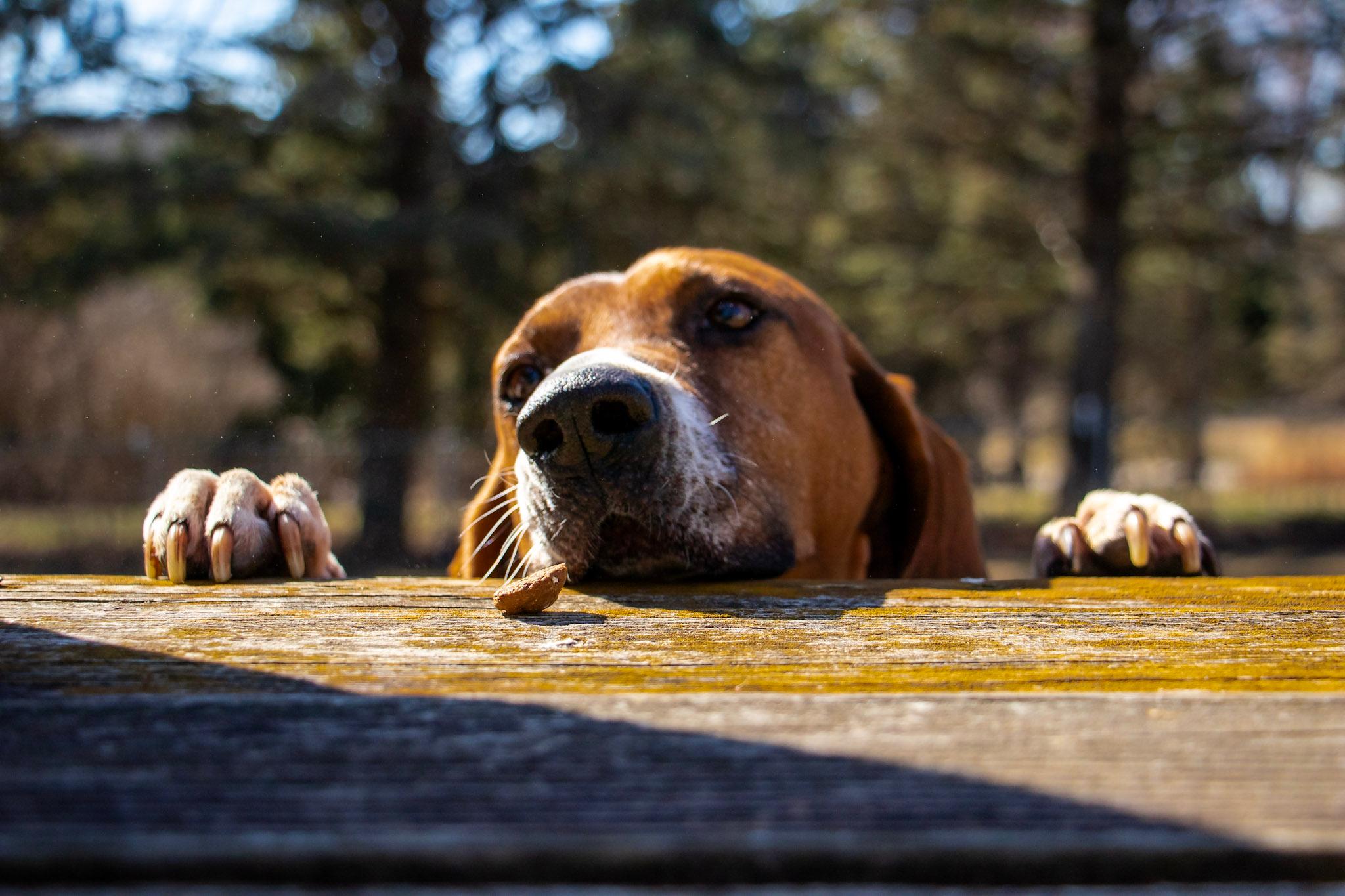 Cledus, a Adoptable English Coonhound in Whitewater, WI image 2/6