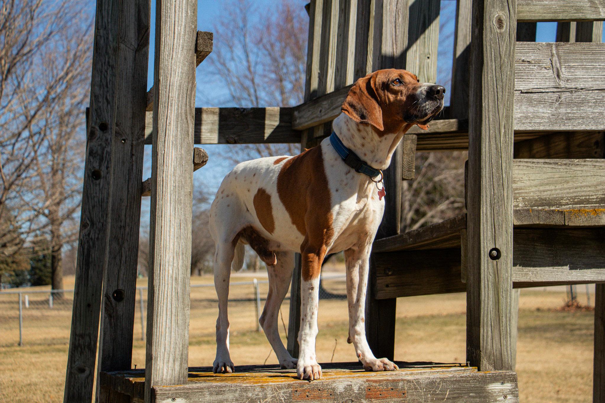 Cledus, a Adoptable English Coonhound in Whitewater, WI image 4/6
