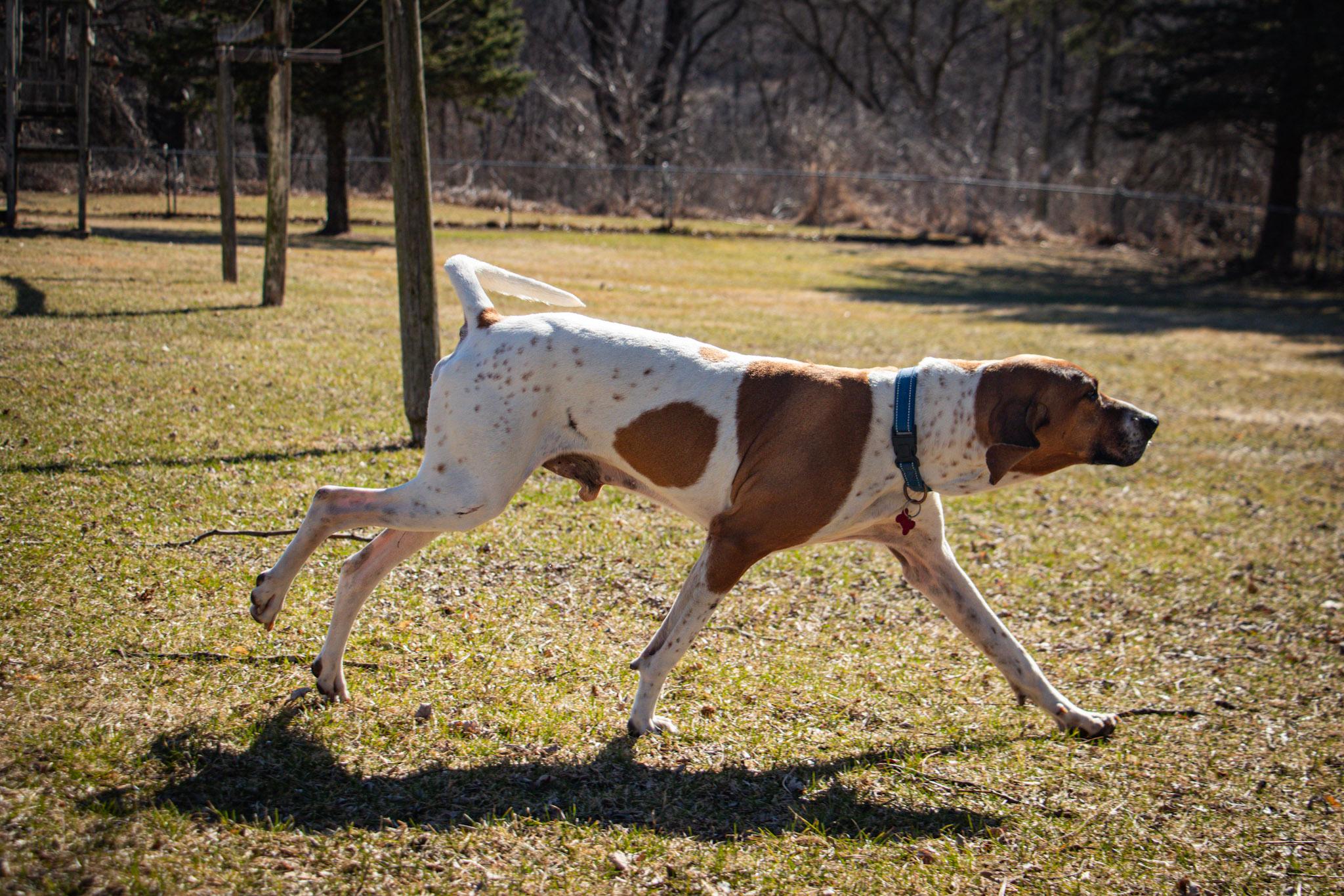 Cledus, a Adoptable English Coonhound in Whitewater, WI image 5/6