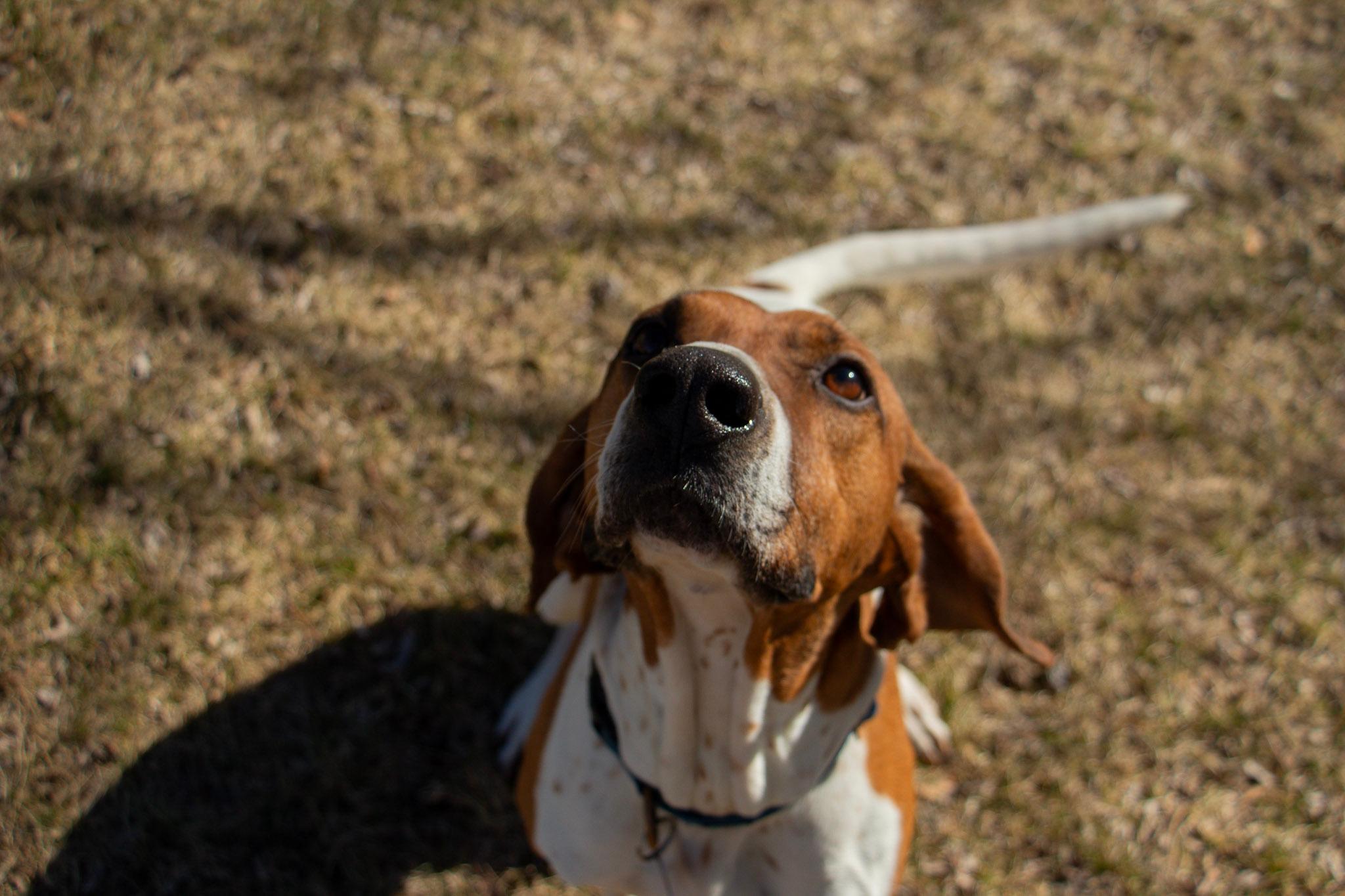 Cledus, a Adoptable English Coonhound in Whitewater, WI image 6/6