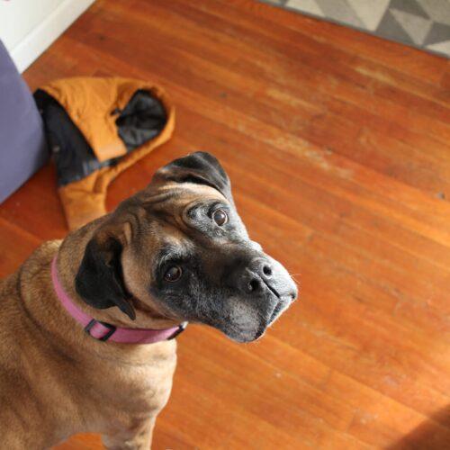 Piper, a Adoptable Mastiff in Edmond, OK image 1/3