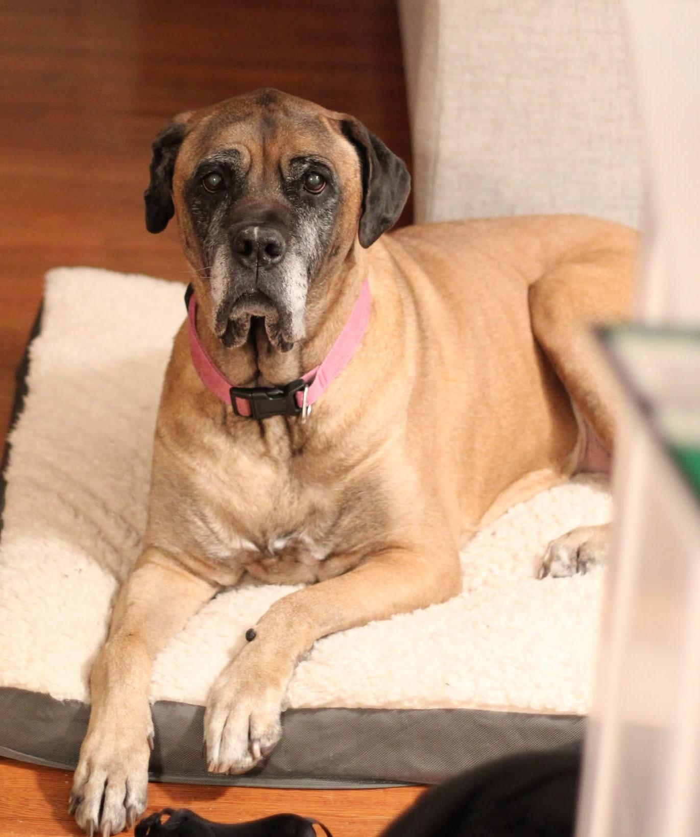 Piper, a Adoptable Mastiff in Edmond, OK image 2/3