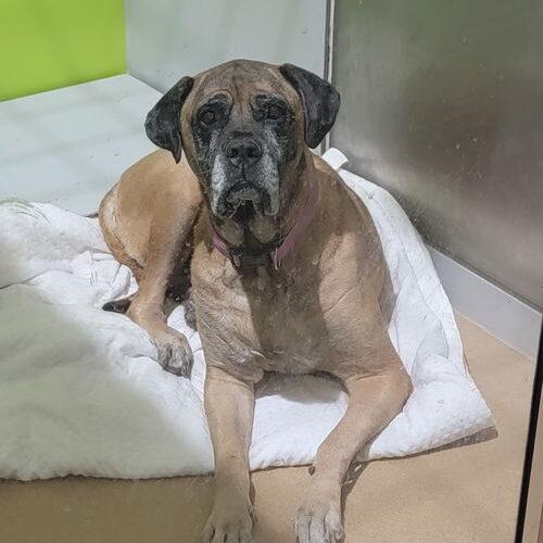 Piper, a Adoptable Mastiff in Edmond, OK image 3/3