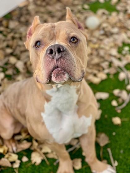 Enlarge Humvee, a Adoptable mixed breed in Munster, IN image 1/1