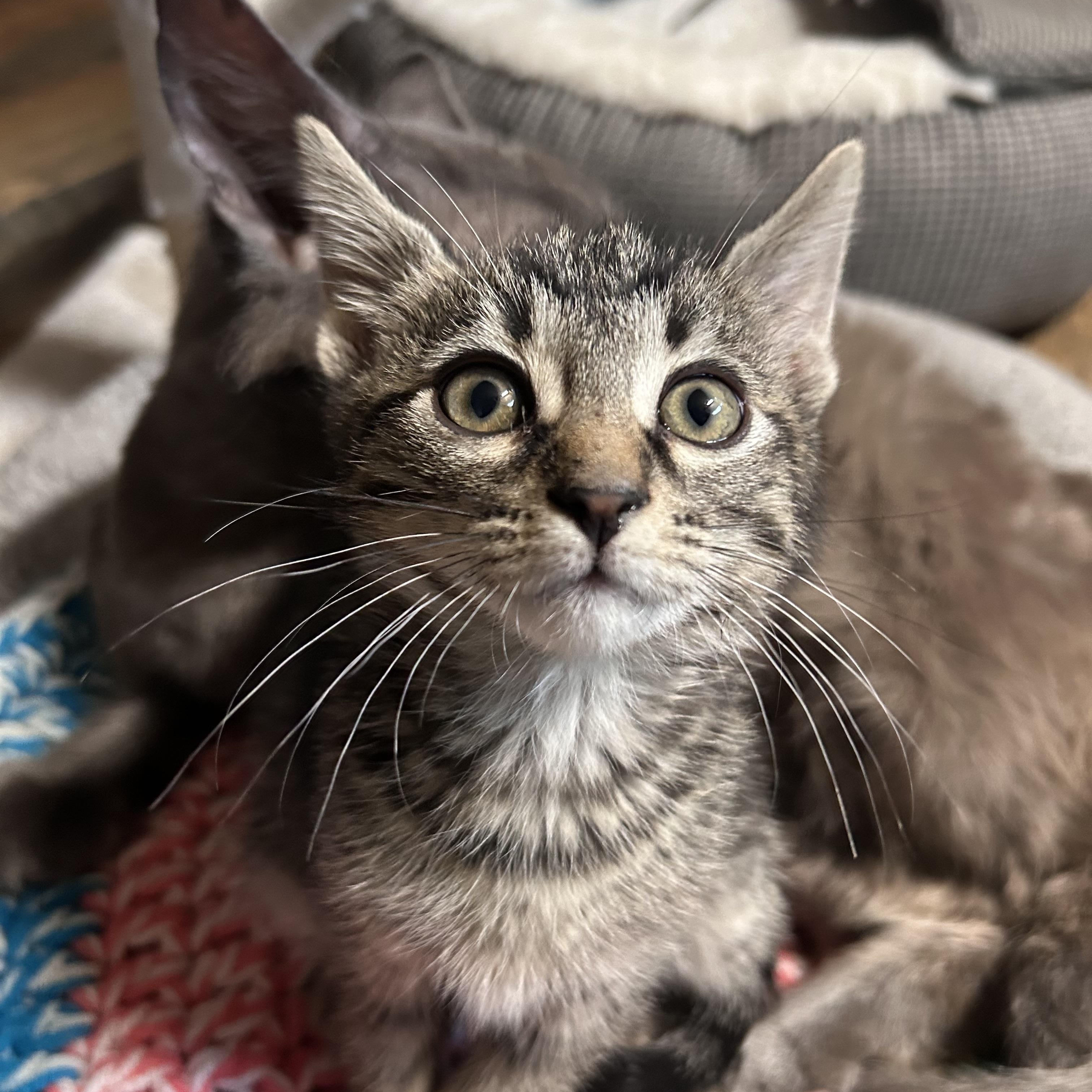 Milk dud (Candy A), an adopted Domestic Short Hair in Warminster, PA image 4/5