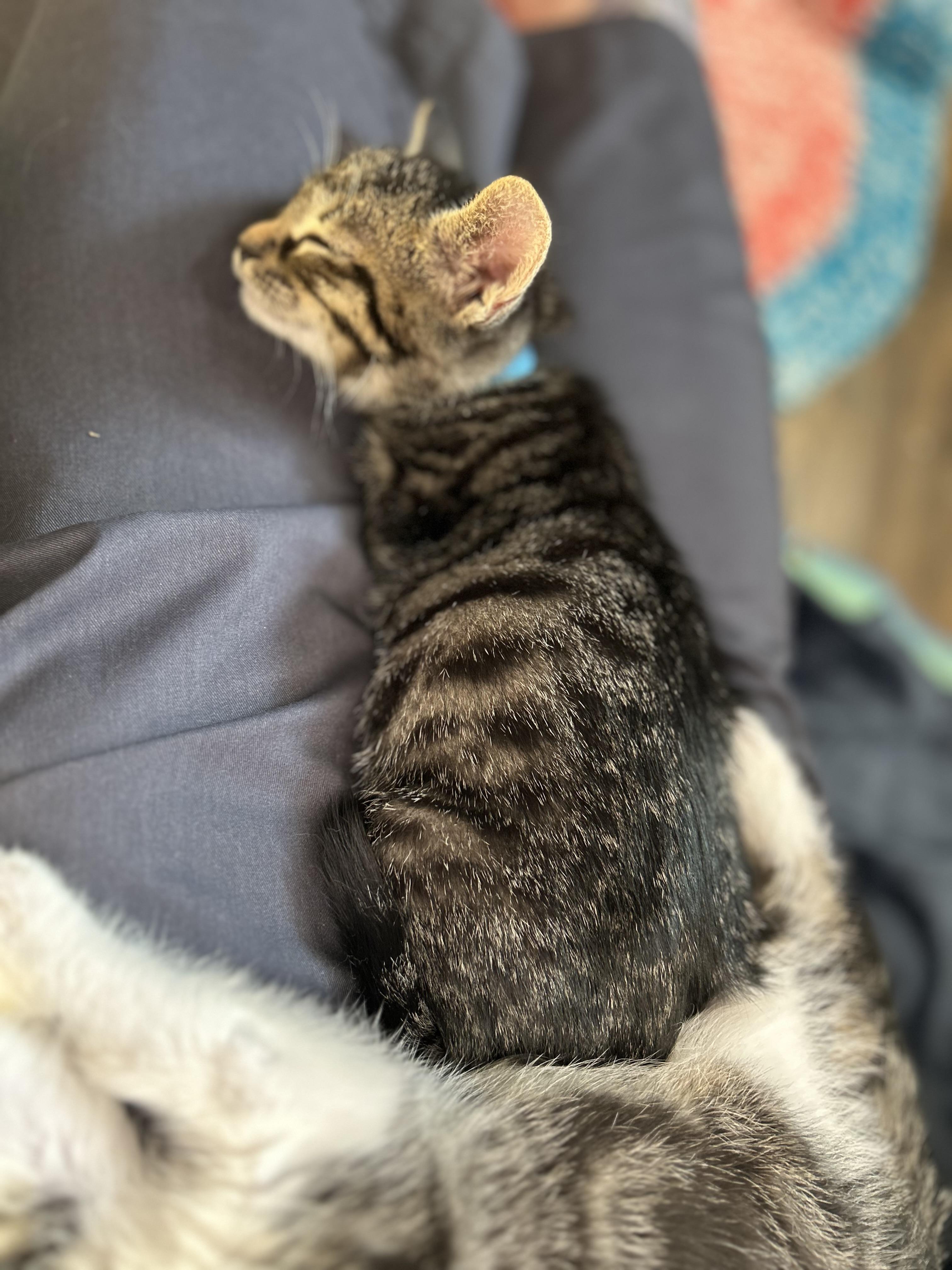 Milk dud (Candy A), adopted, Kitten Male Domestic Short Hair.