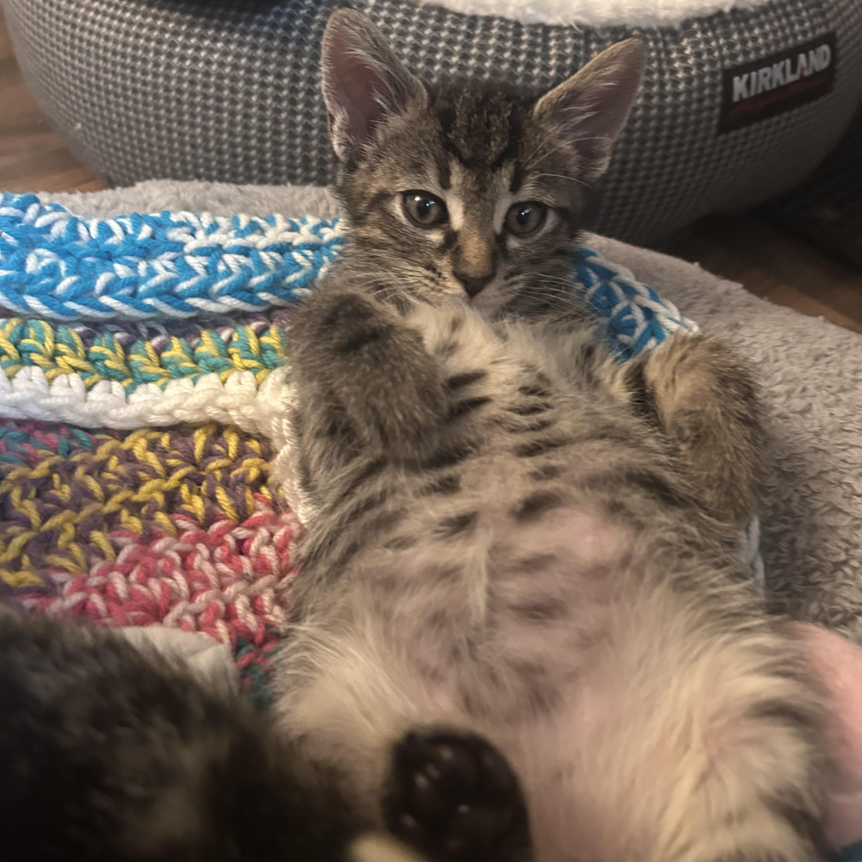Milk dud (Candy A), an adopted Domestic Short Hair in Warminster, PA image 2/5
