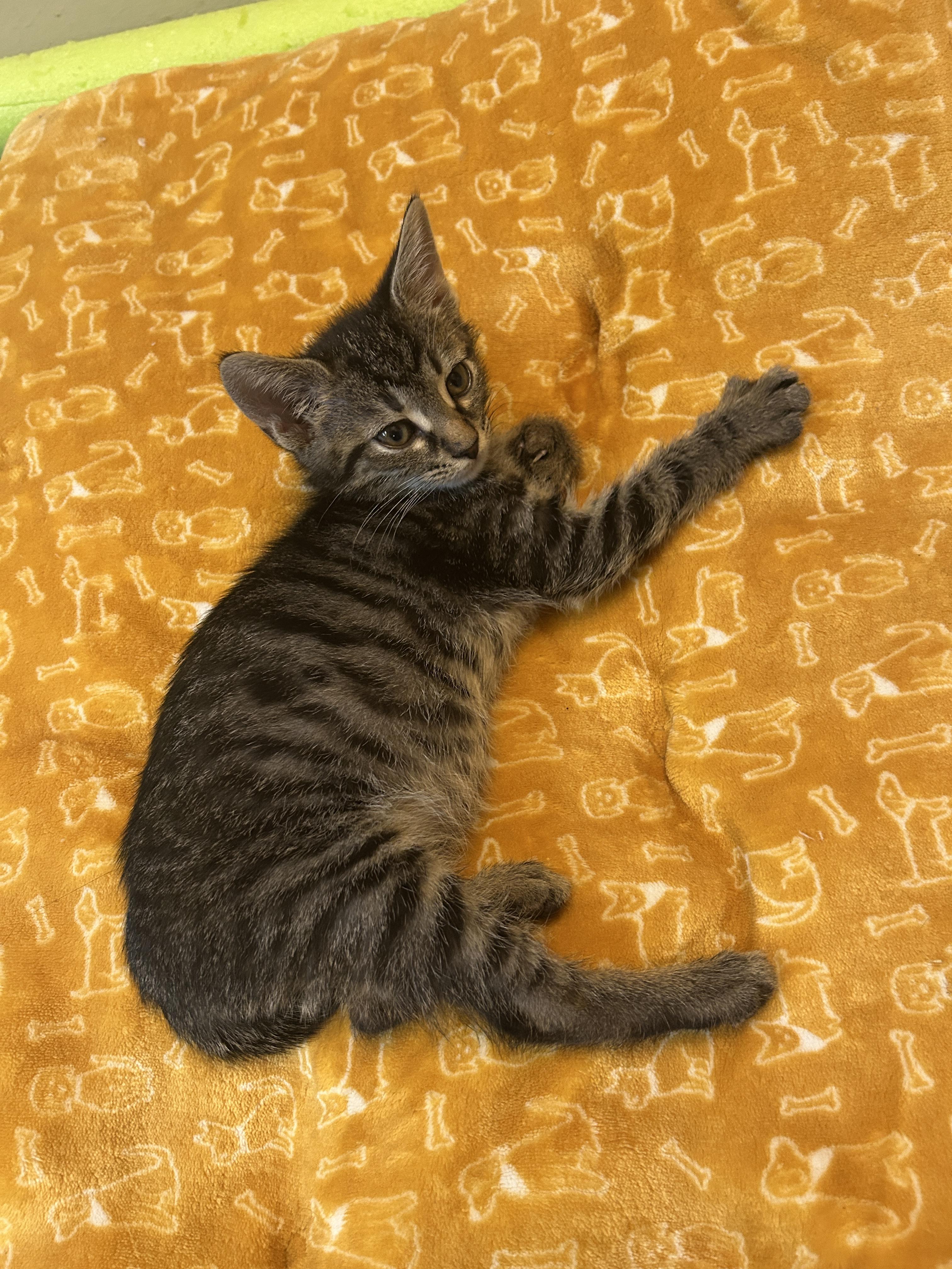Milk dud (Candy A), an adopted Domestic Short Hair in Warminster, PA image 3/5