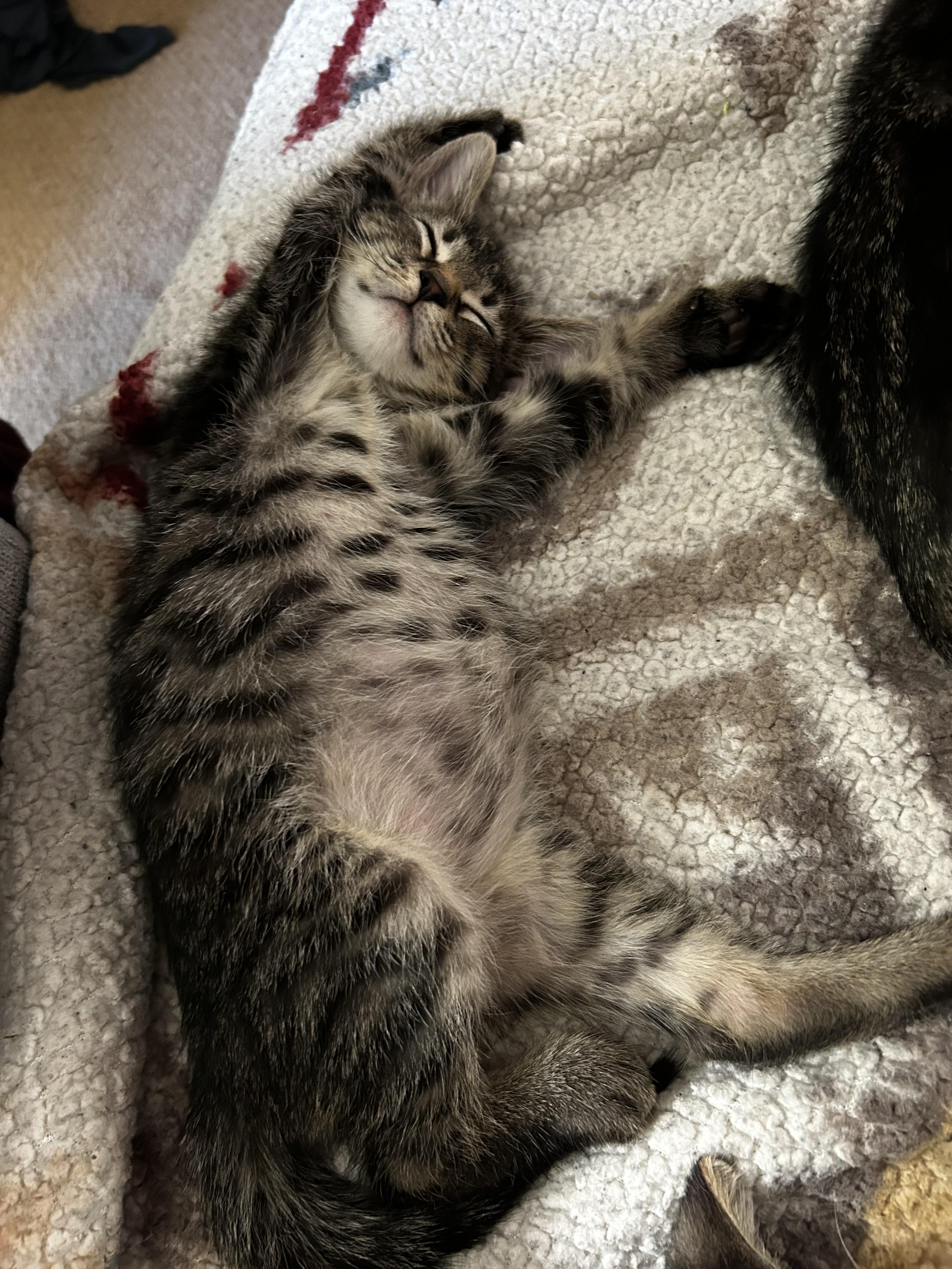 Milk dud (Candy A), an adopted Domestic Short Hair in Warminster, PA image 5/5
