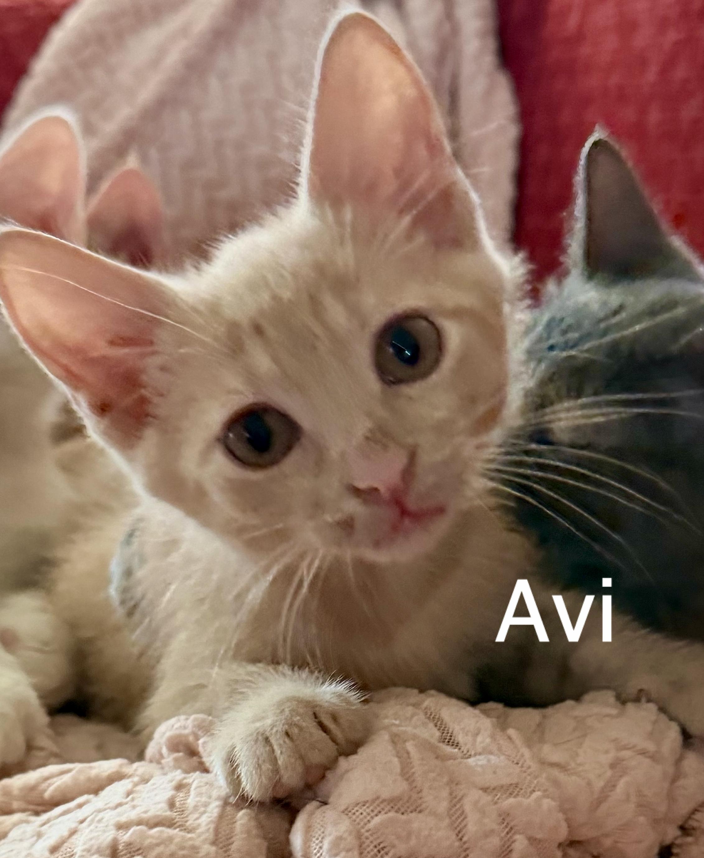 Avi, ADOPTABLE, Kitten Male Domestic Short Hair.