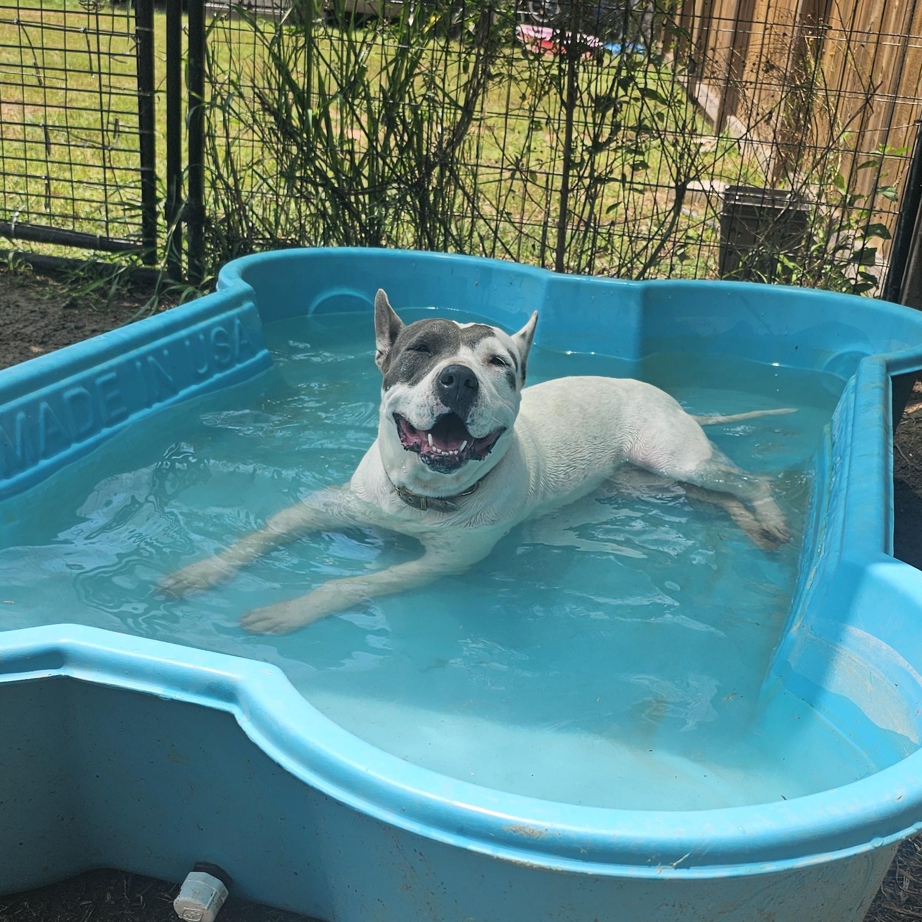 Mona, an adoptable Pit Bull Terrier in Willis, TX, 77378 | Photo Image 4