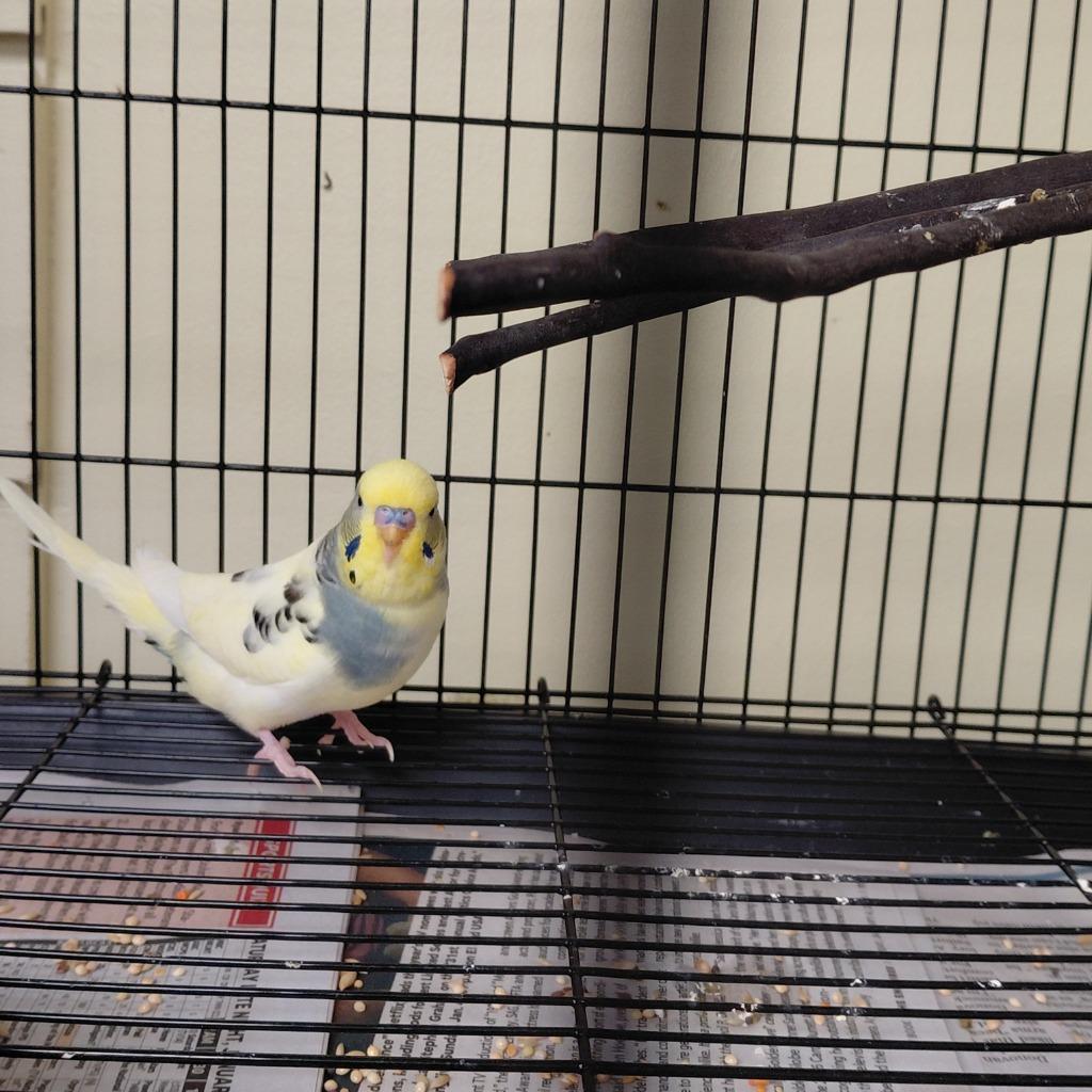 07, Adoptable, Young Male Parakeet (Other).