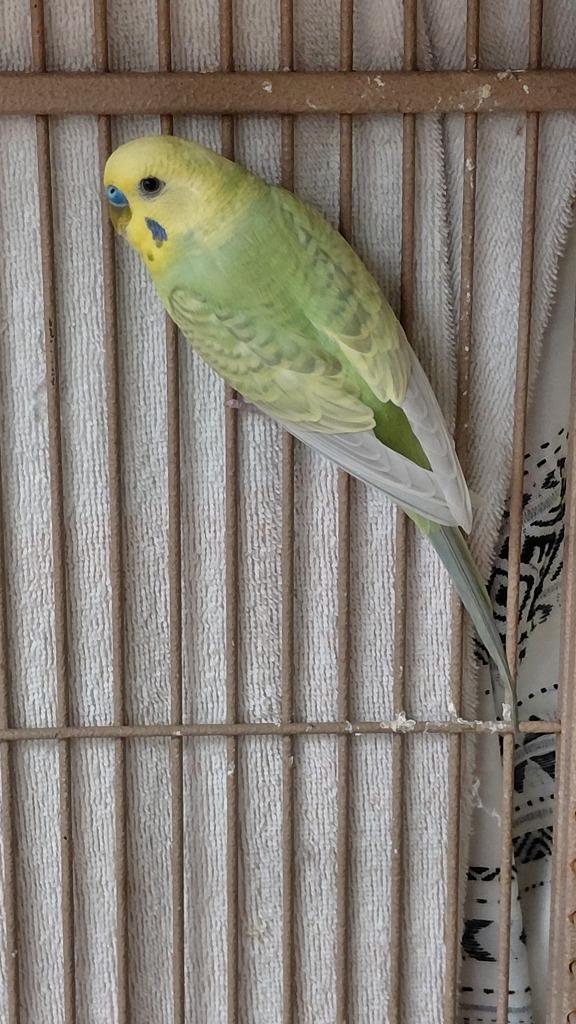 Enlarge Citrus, a Adoptable Parakeet (Other) in Cincinnati, OH image 1/1