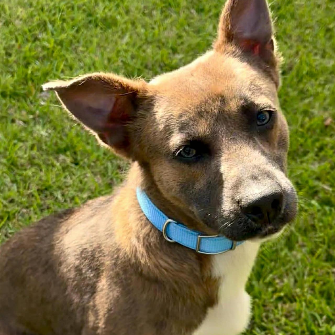 Enlarge Banjo, a ADOPTABLE mixed breed in Simsbury, CT image 2/6