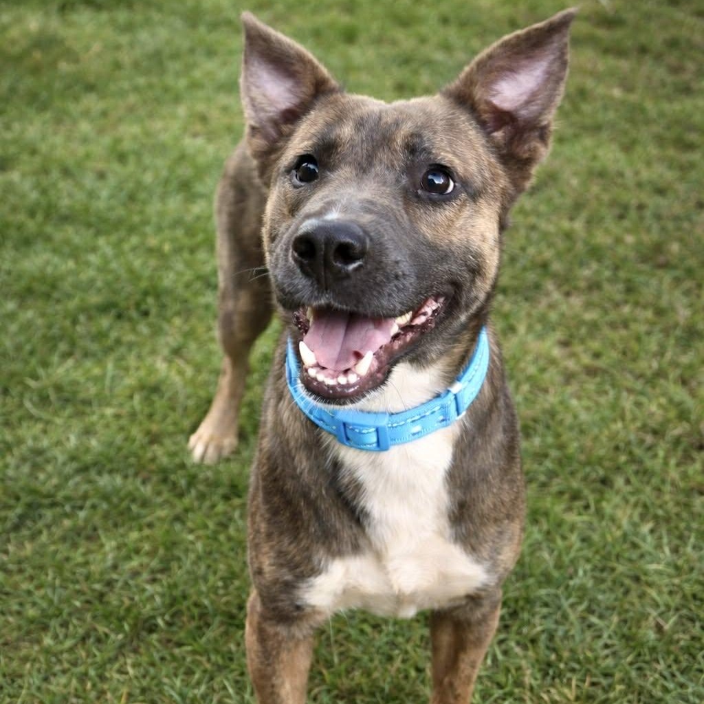 Banjo, ADOPTABLE, Adult Male Shepherd & Feist.