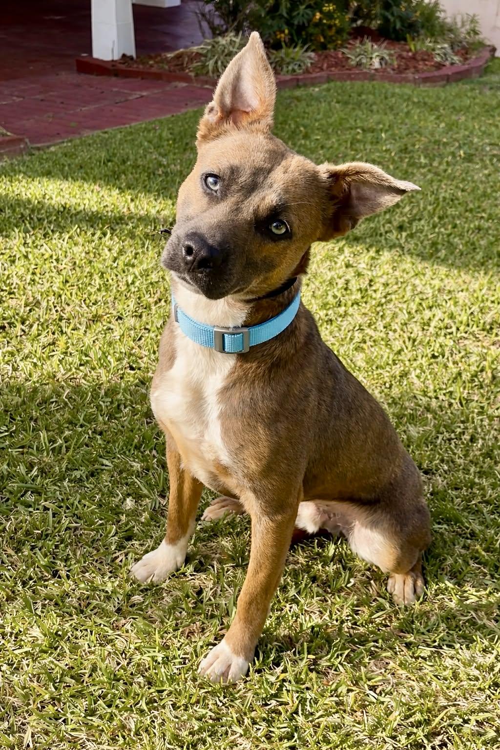 Enlarge Banjo, a ADOPTABLE mixed breed in Simsbury, CT image 3/6