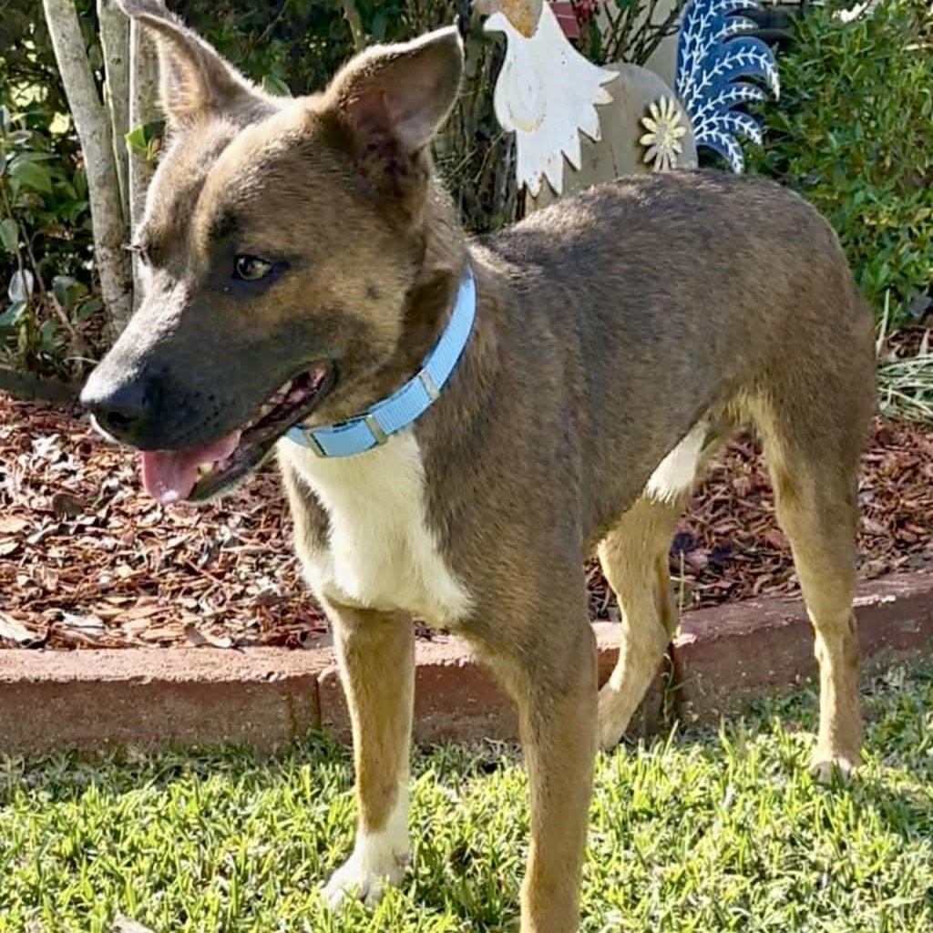 Enlarge Banjo, a ADOPTABLE mixed breed in Simsbury, CT image 5/6
