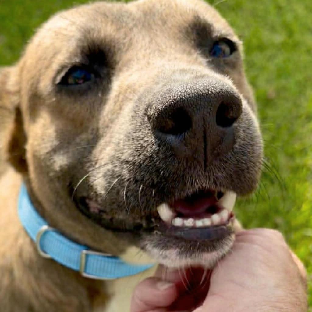 Enlarge Banjo, a ADOPTABLE mixed breed in Simsbury, CT image 4/6