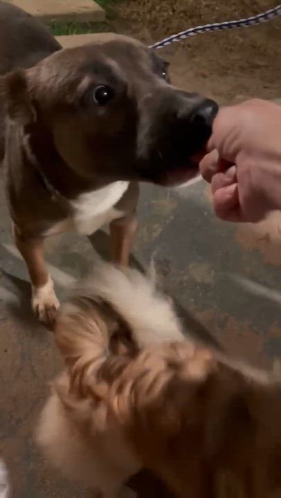 Enlarge Banjo, a ADOPTABLE mixed breed in Simsbury, CT video 6/6