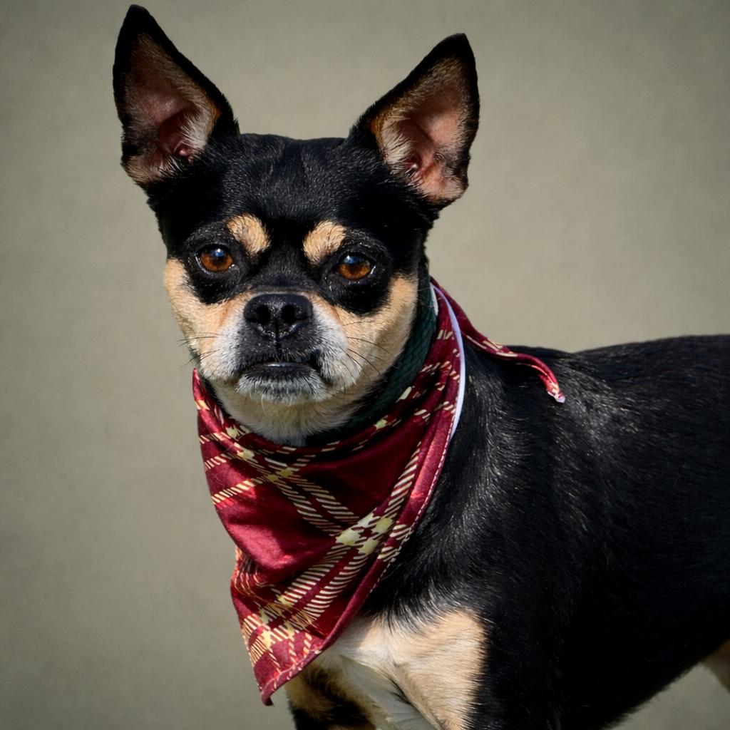 Enlarge Beetle - I'm a PugChi!, a Adoptable mixed breed in Austin, TX image 2/5