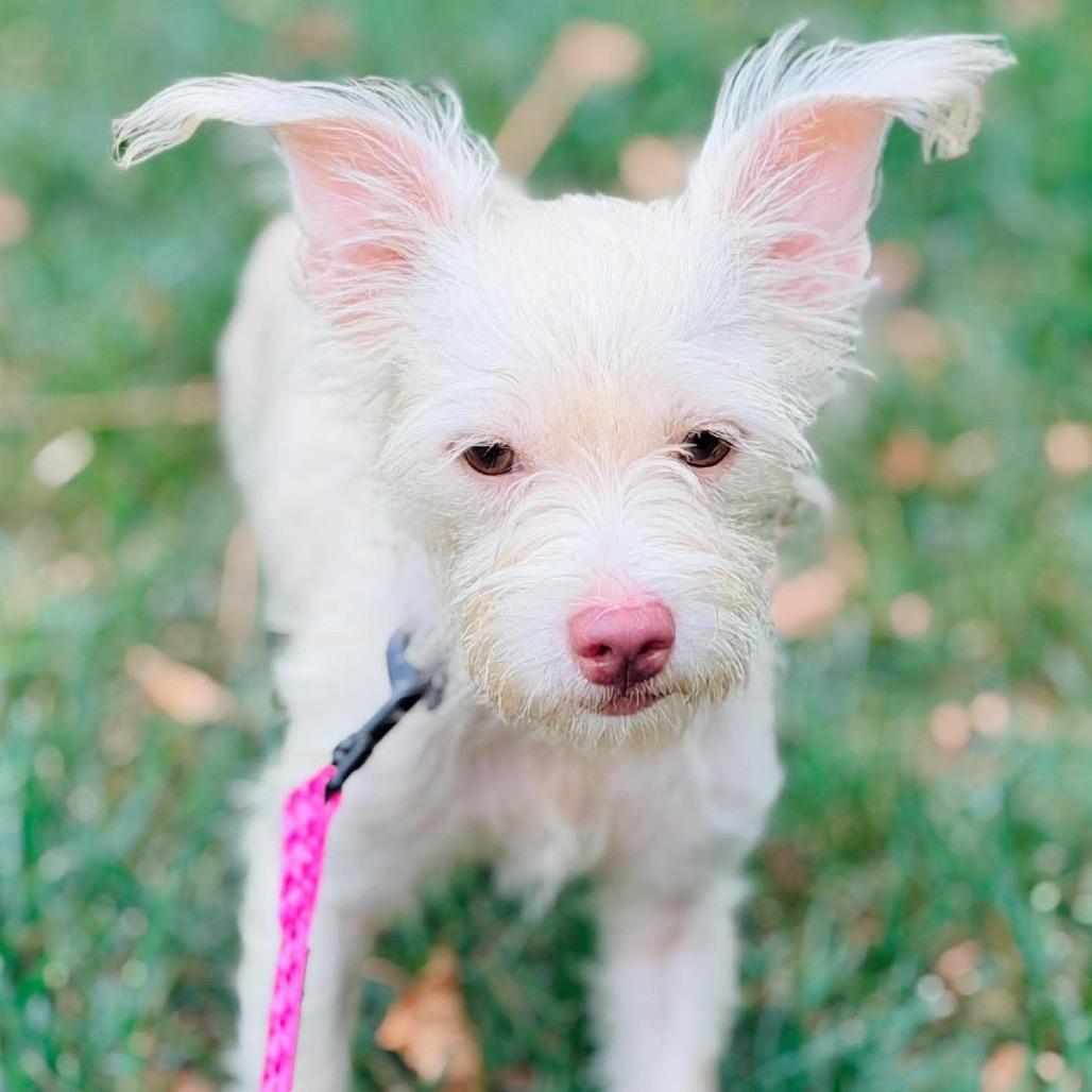 Emily, Adoptable, Adult Female Yorkshire Terrier & Miniature Poodle.