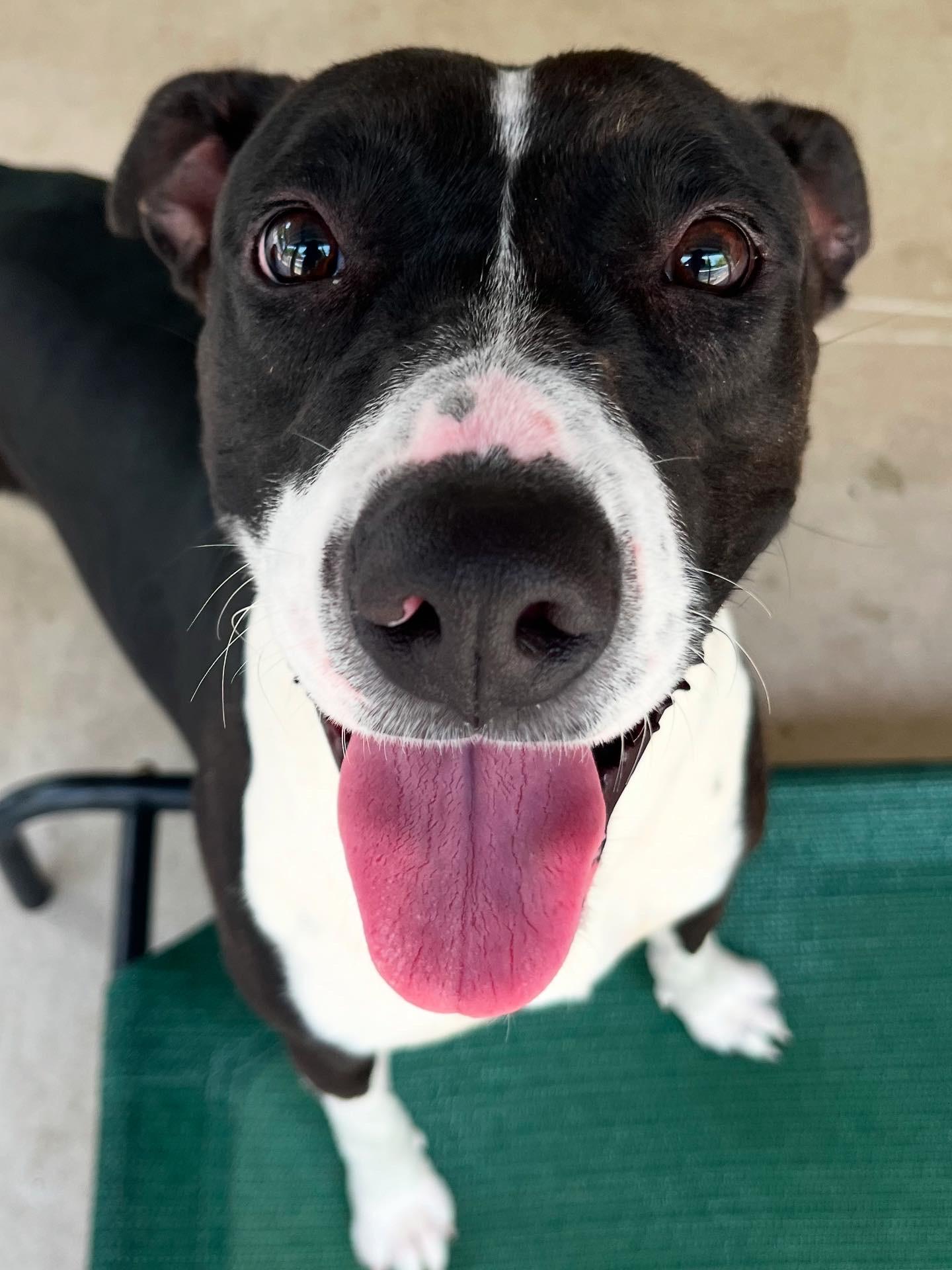 Oakleigh, Adoptable, Adult Female Pit Bull Terrier.