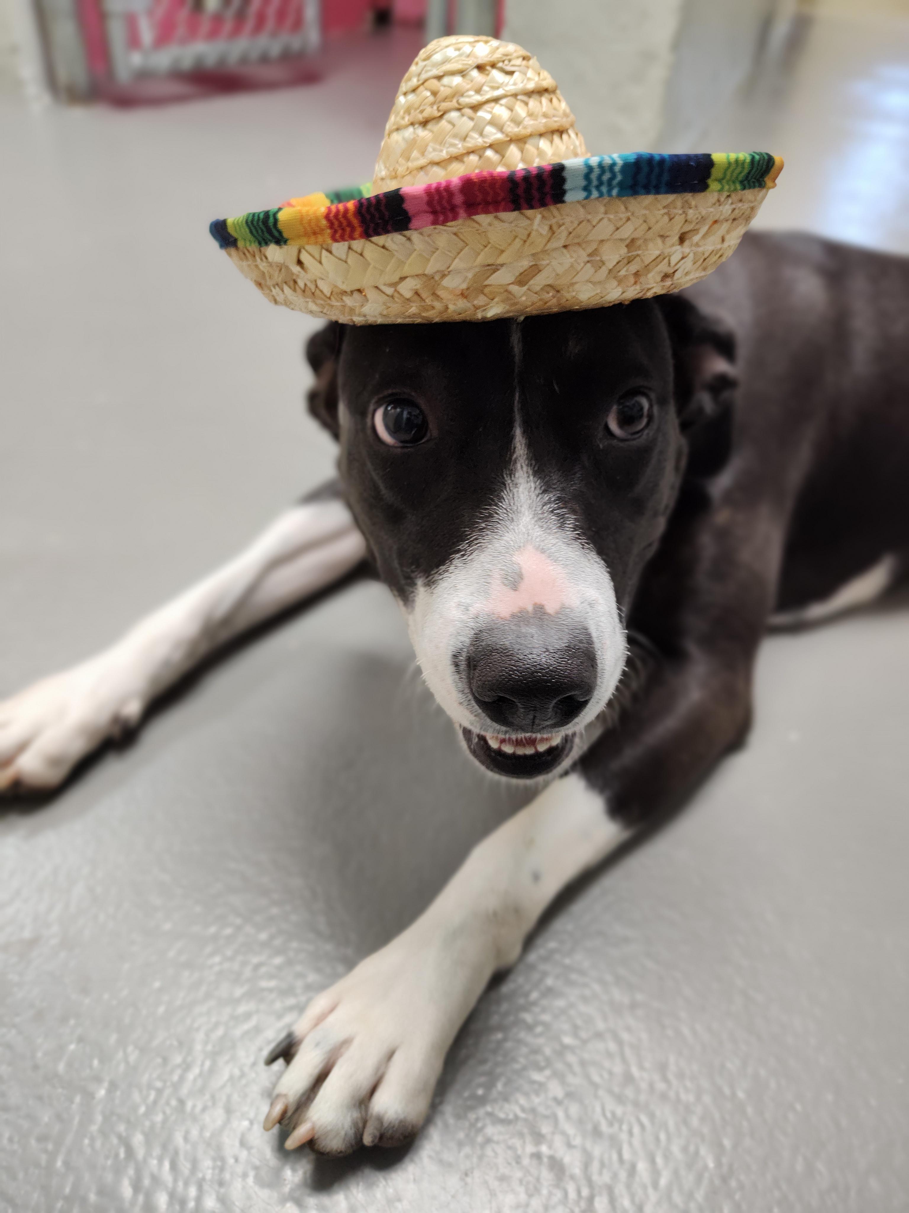 Enlarge Oakleigh, a Adoptable mixed breed in Chattanooga, TN image 2/6